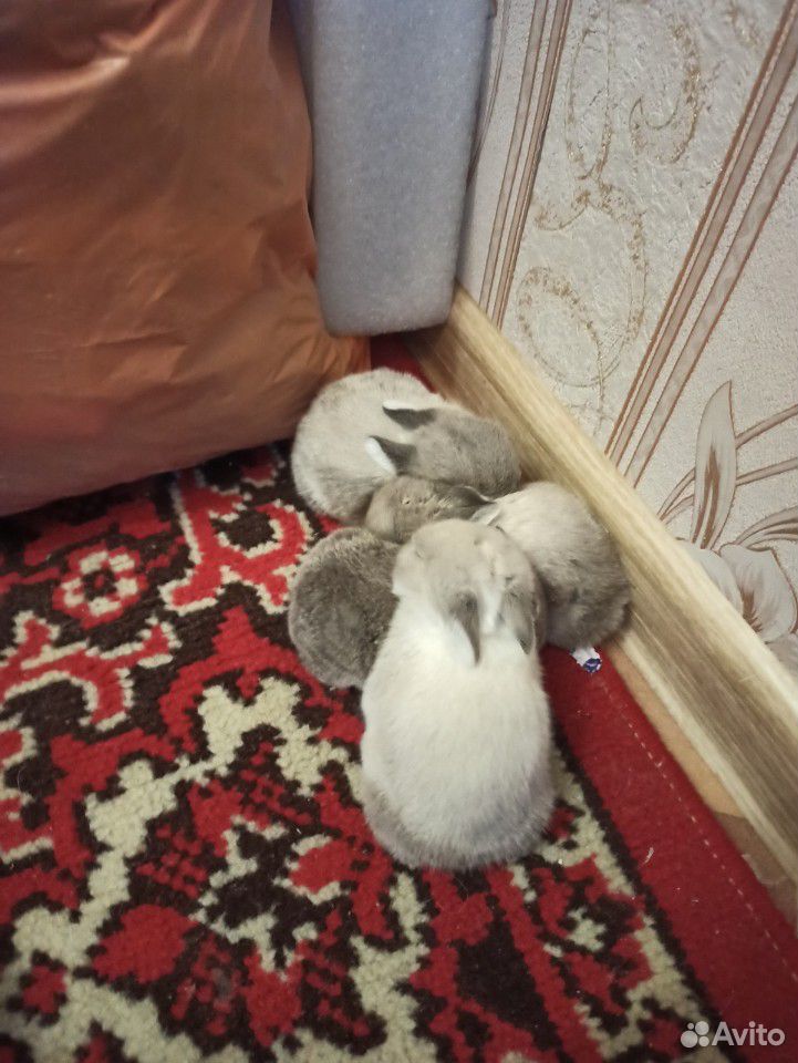 Кролики декоративные купить на Зозу.ру - фотография № 1