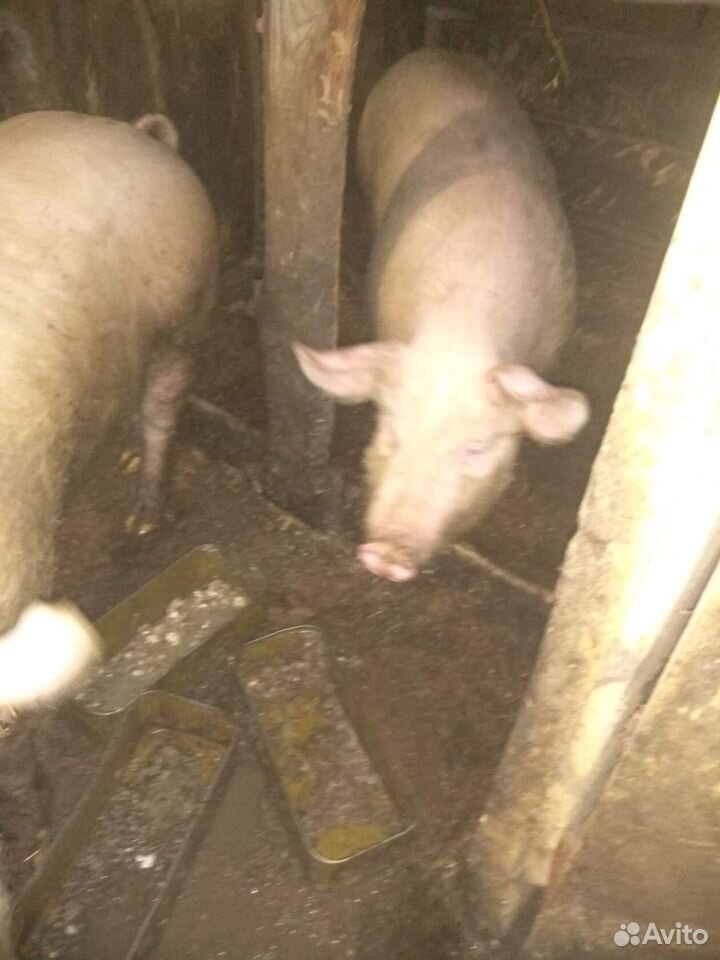 Свиньи живым весом и мясо на заказ купить на Зозу.ру - фотография № 3