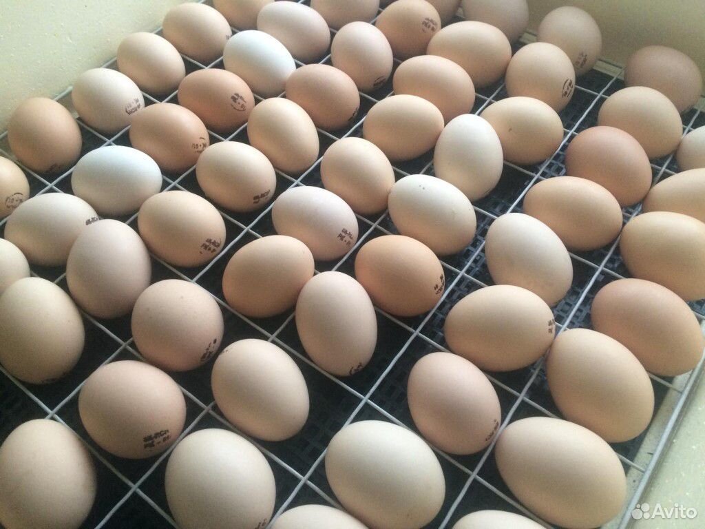 Инкубационное яйцо, цыплята купить на Зозу.ру - фотография № 1