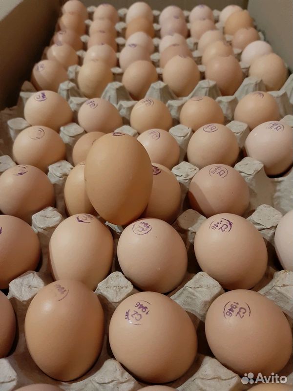 Инкубационные яйца бройлеров купить на Зозу.ру - фотография № 1