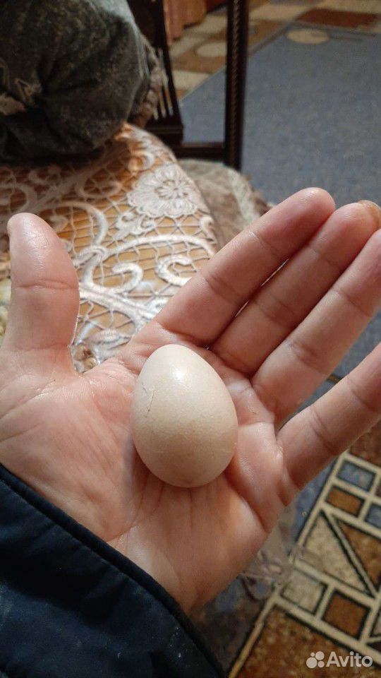 Яйца цисарки купить на Зозу.ру - фотография № 1