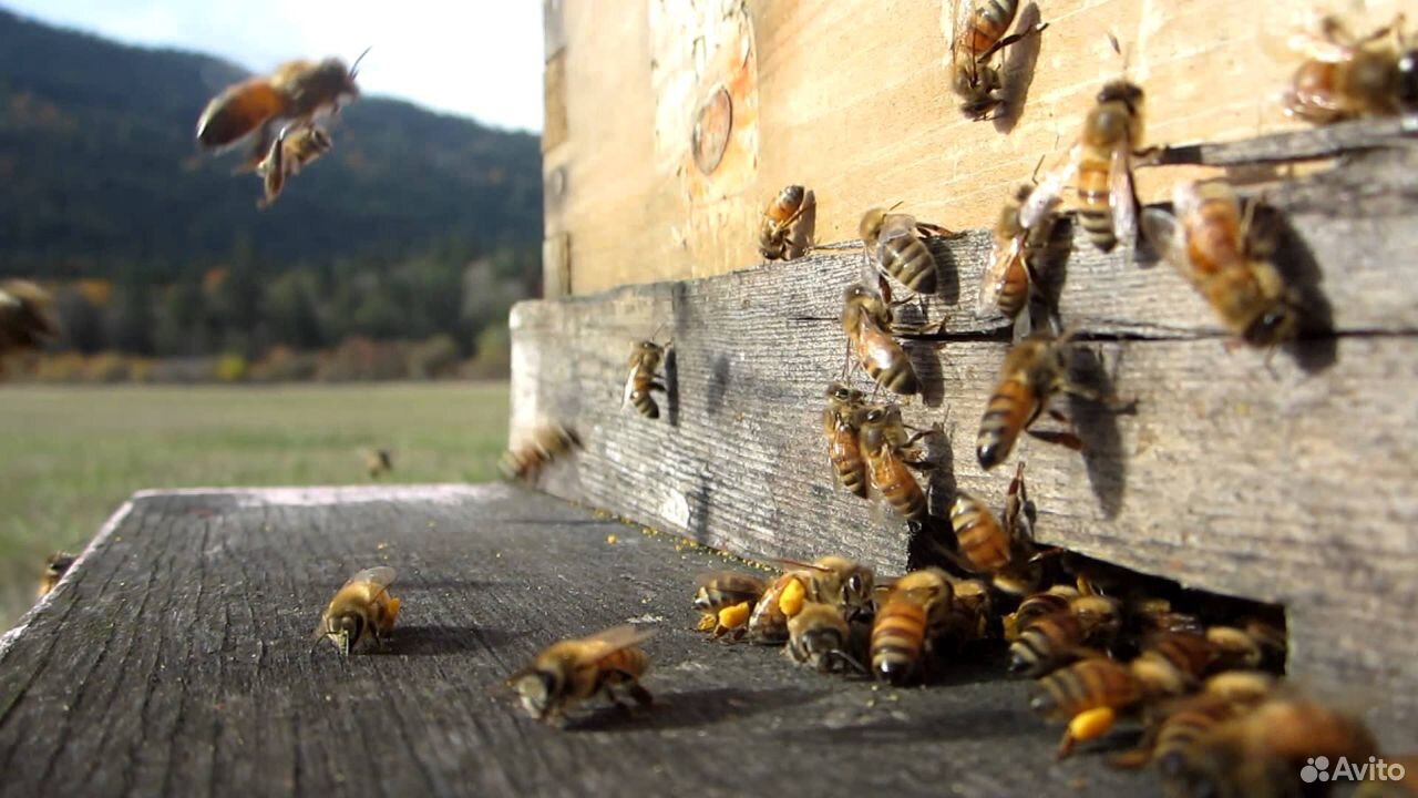 Пчелы с уликами купить на Зозу.ру - фотография № 1