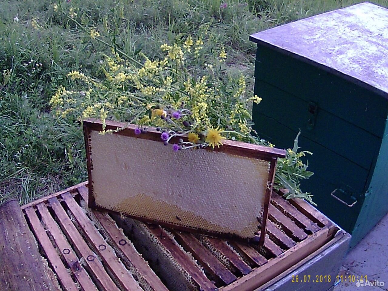 Продам зимовалые пчелосемьи купить на Зозу.ру - фотография № 1