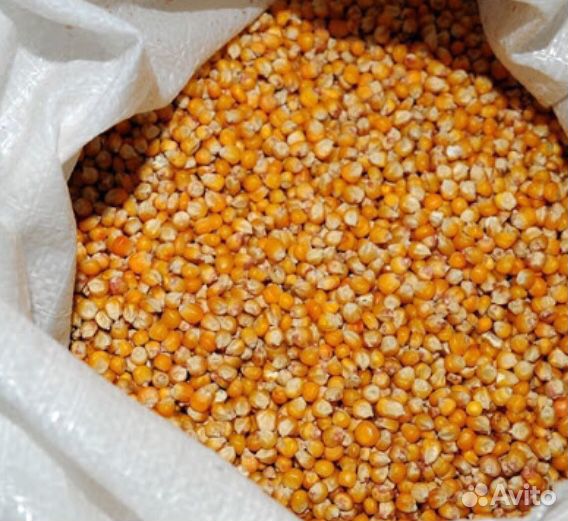 Продам кукурузу или меняю на пшеницу купить на Зозу.ру - фотография № 1
