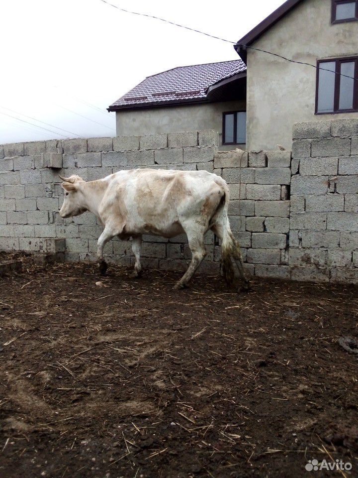 Бычки,корова,тёлки купить на Зозу.ру - фотография № 4