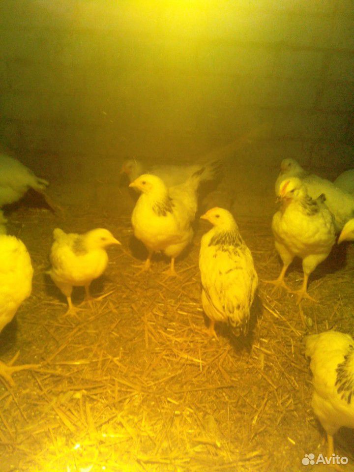 Цыплята Серебро купить на Зозу.ру - фотография № 4
