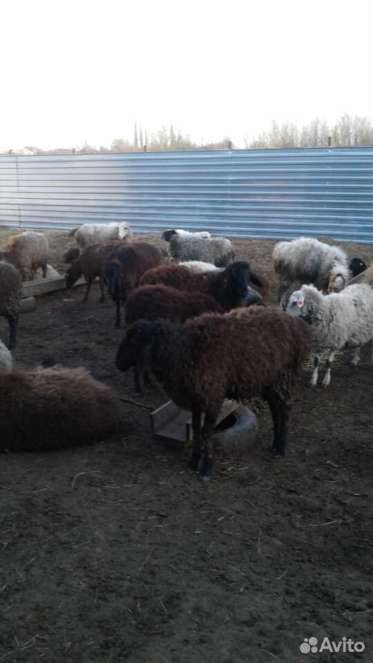 Продам овец, баранов, ягнят купить на Зозу.ру - фотография № 4