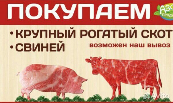Свиноматки для потомства купить на Зозу.ру - фотография № 2
