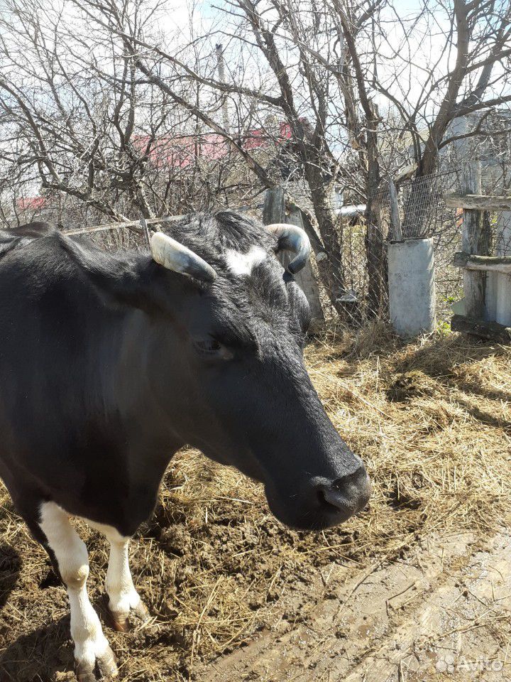 Корова купить на Зозу.ру - фотография № 4
