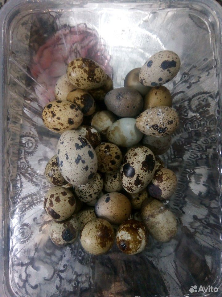 Перепелиное яйцо купить на Зозу.ру - фотография № 2