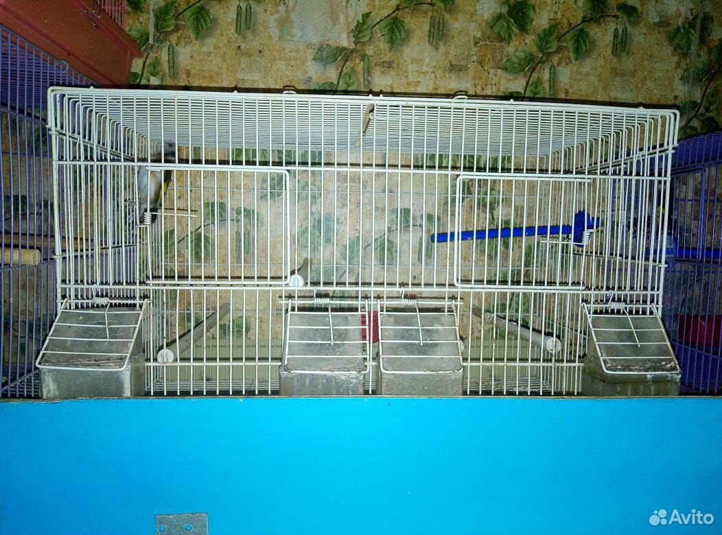 Клетки с птицами купить на Зозу.ру - фотография № 5