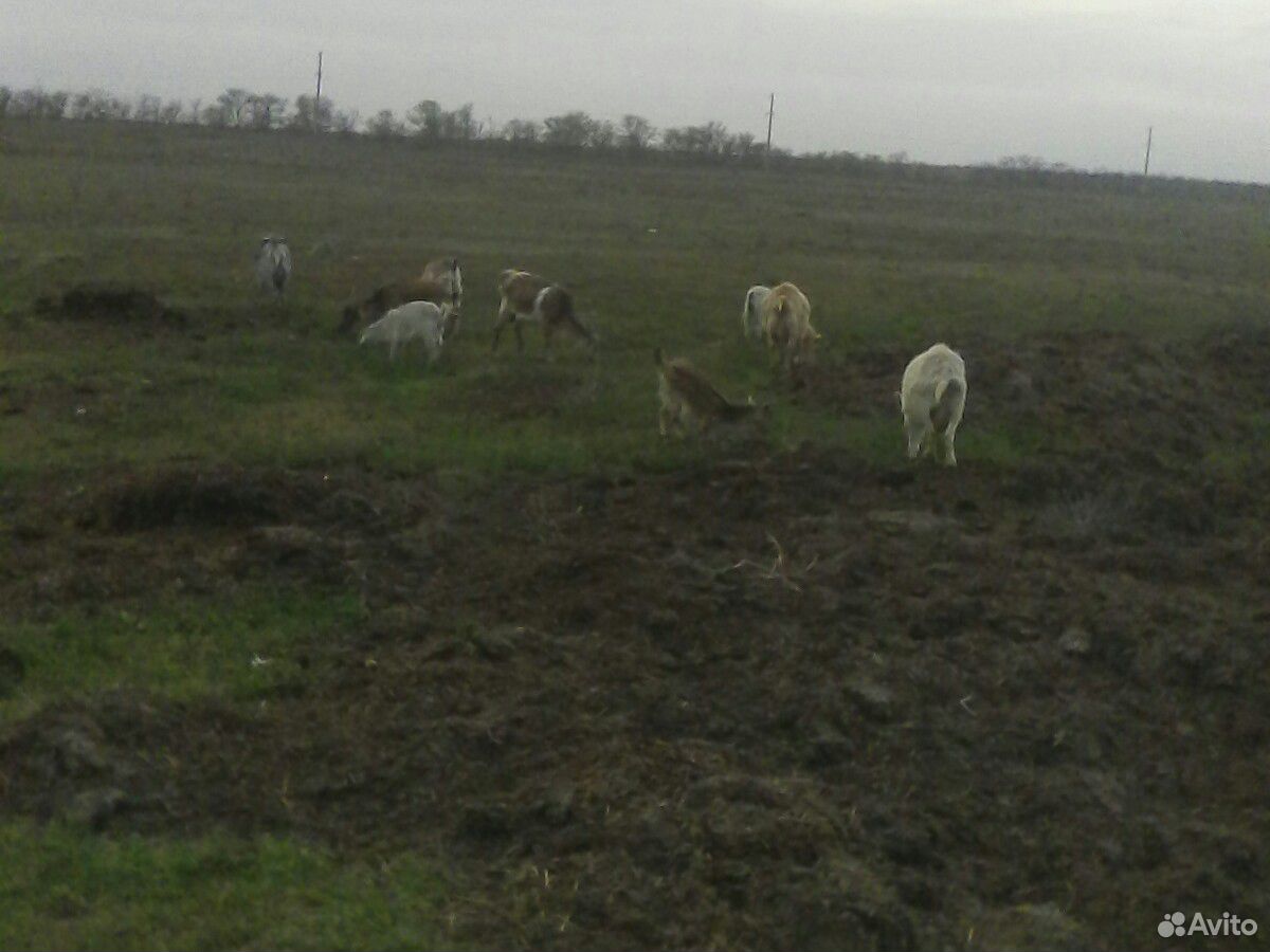 Овцы ягняты бараны козы купить на Зозу.ру - фотография № 9