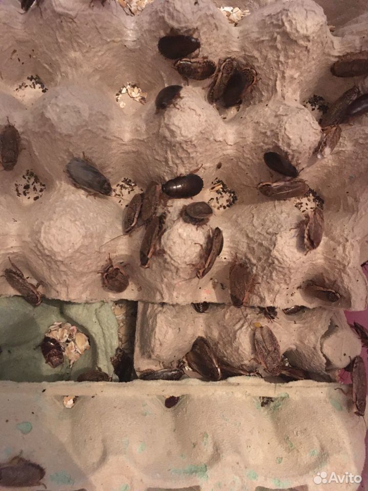 Тараканы мраморные купить на Зозу.ру - фотография № 1