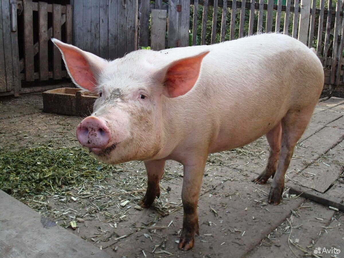 Продаю свиней на Мясо купить на Зозу.ру - фотография № 1