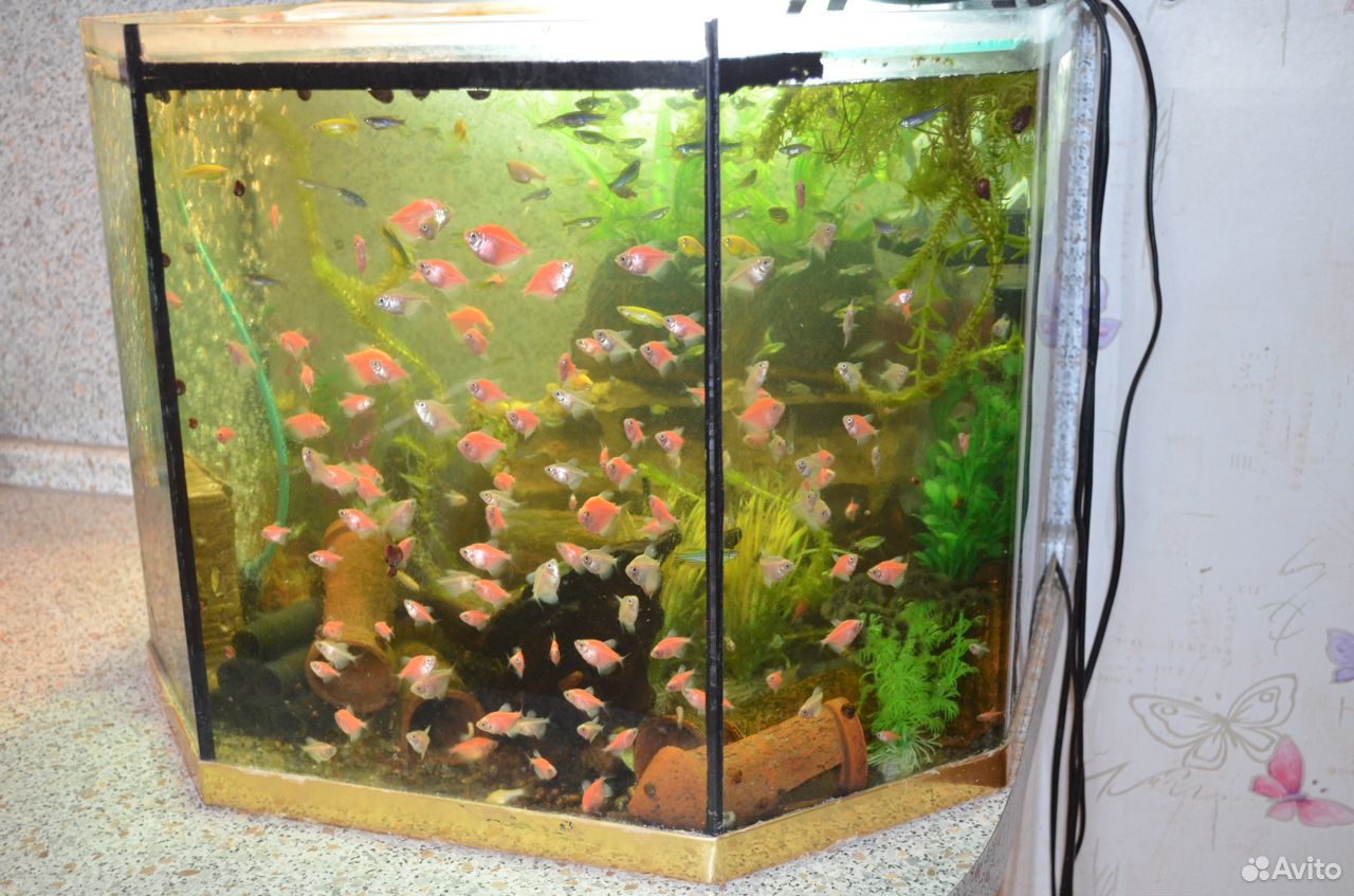 Продается аквариумная стойка купить на Зозу.ру - фотография № 5