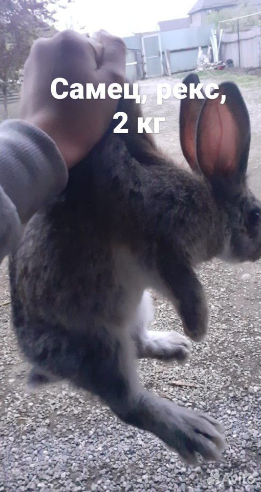 Кролики 2 кг самцы купить на Зозу.ру - фотография № 2