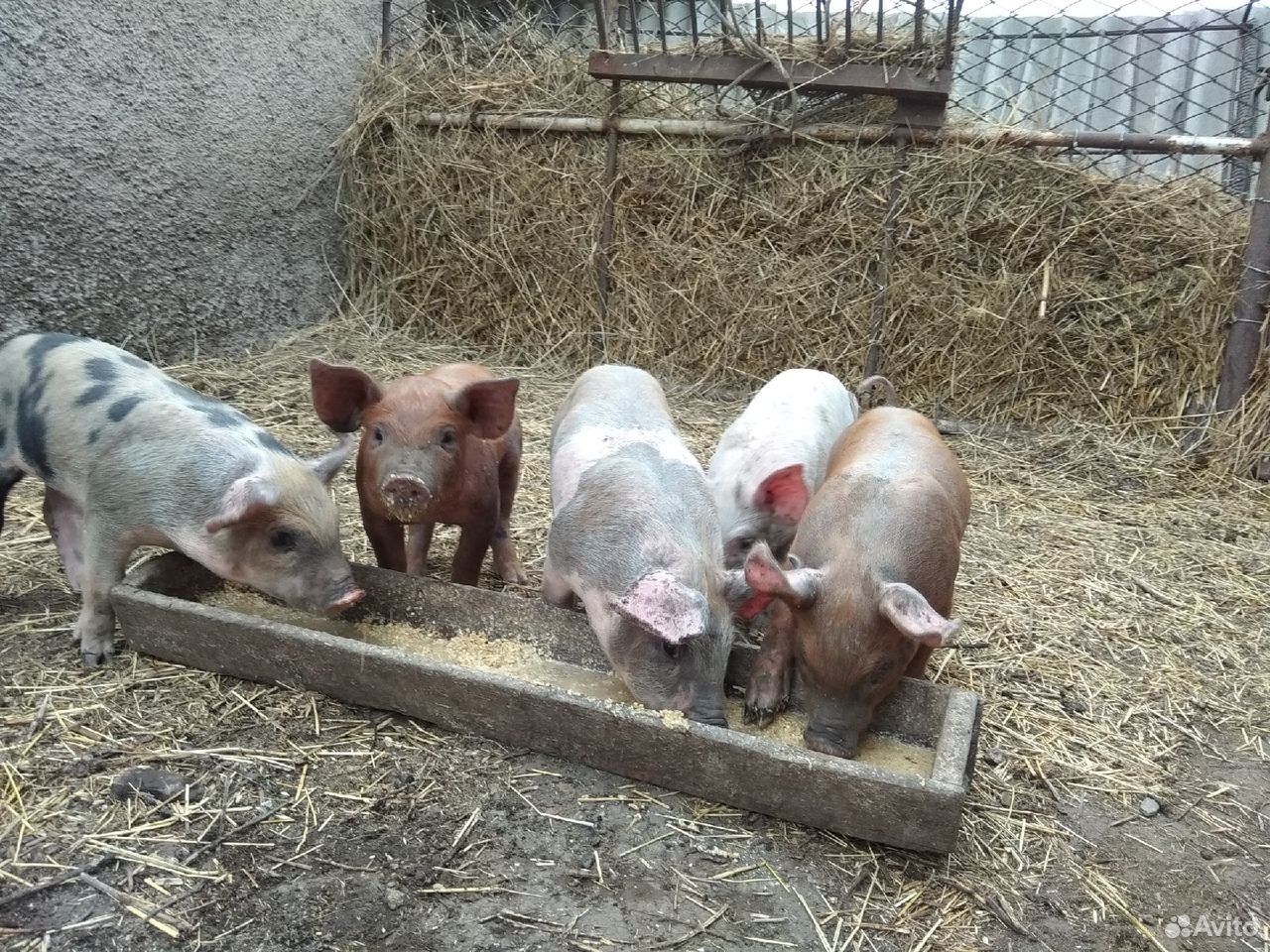 Купить поросят в тульской. Витамины для свиней. Как отгородить свиноматке. Как сделать закуты порасятам покажи фото.