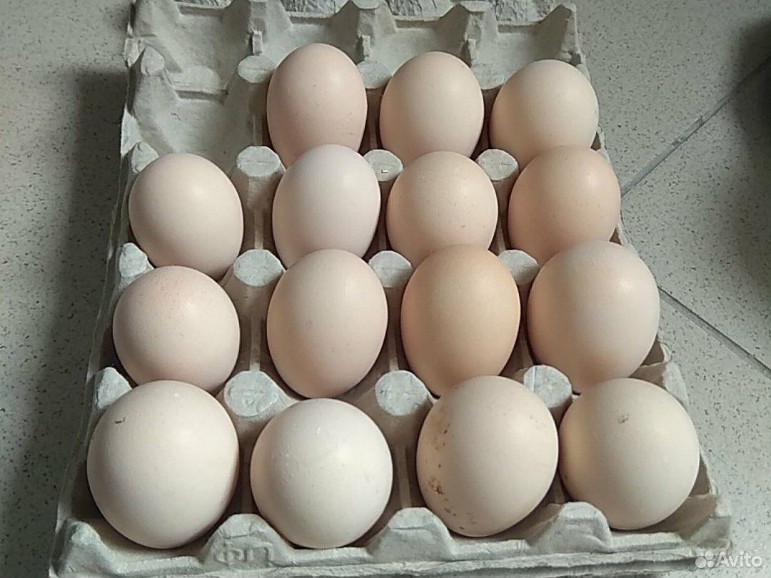 Инкубационное яйцо Бресс Гальской породы кур купить на Зозу.ру - фотография № 1