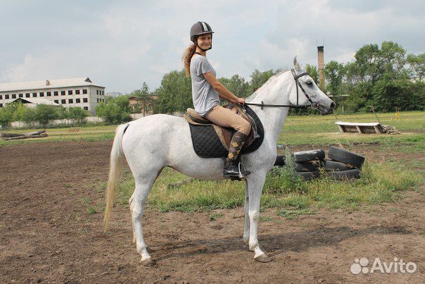 Продается чистопородная арабская лошадь и пони купить на Зозу.ру - фотография № 4