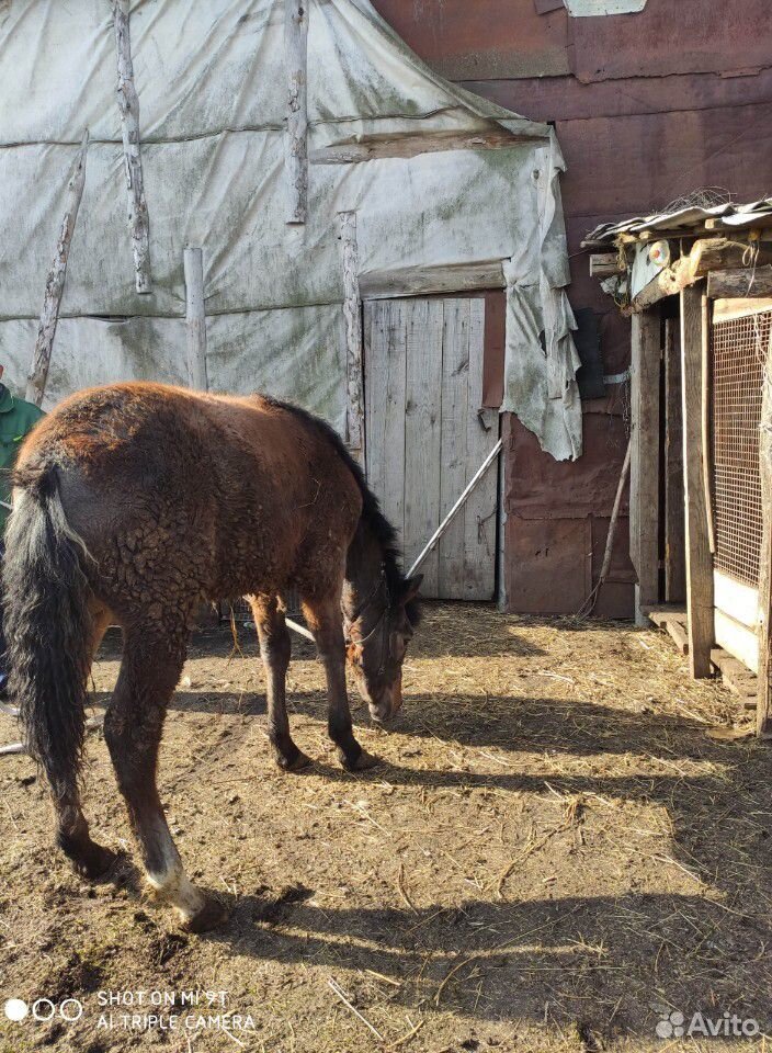 Две коняшки купить на Зозу.ру - фотография № 1