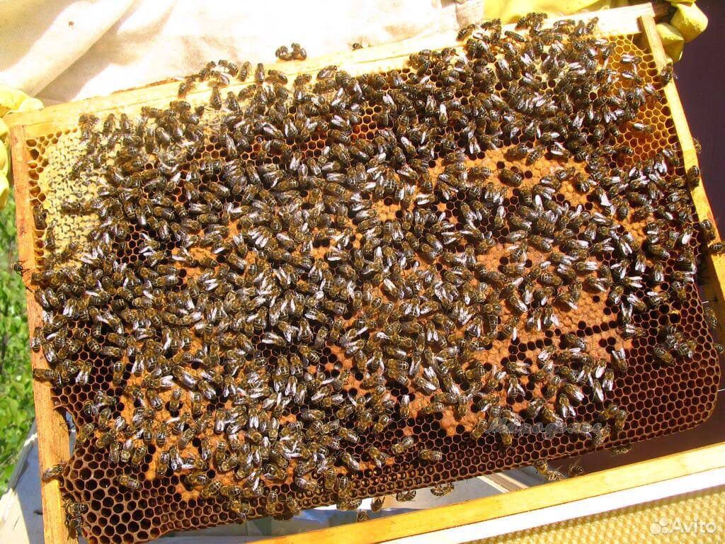 Продаю пчелопакеты купить на Зозу.ру - фотография № 5