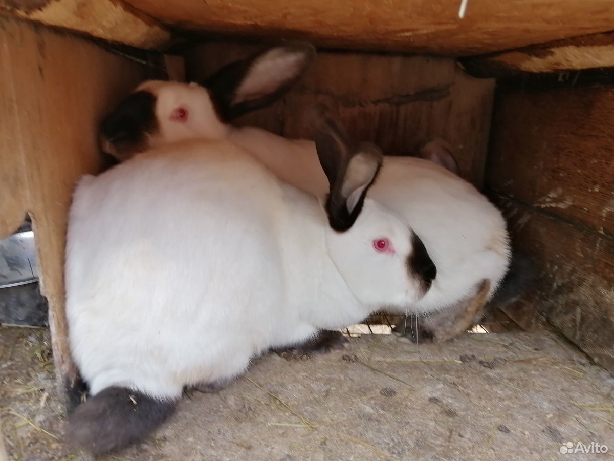 Мамы крольчихи с крольчатами купить на Зозу.ру - фотография № 3