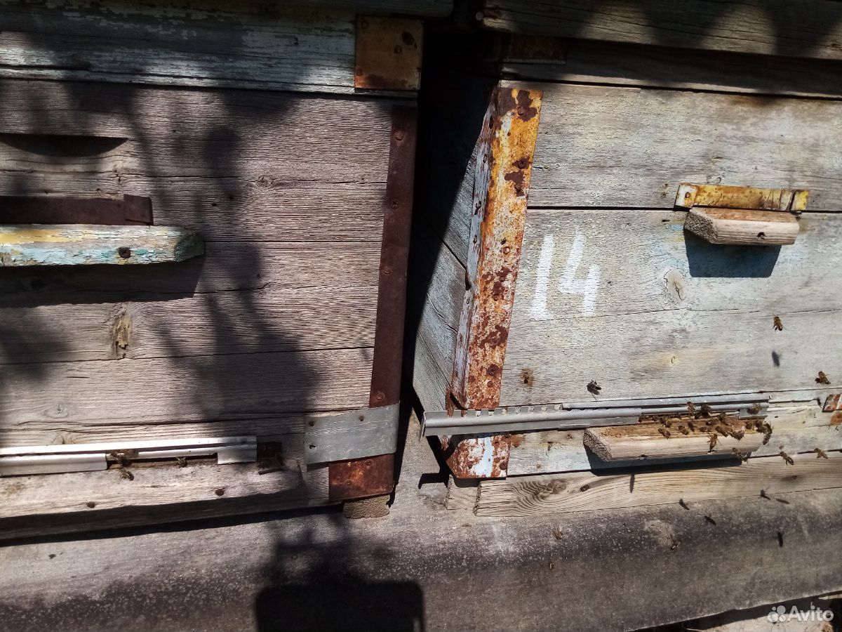 Улей пчелосемьи на высадку, пакеты купить на Зозу.ру - фотография № 1