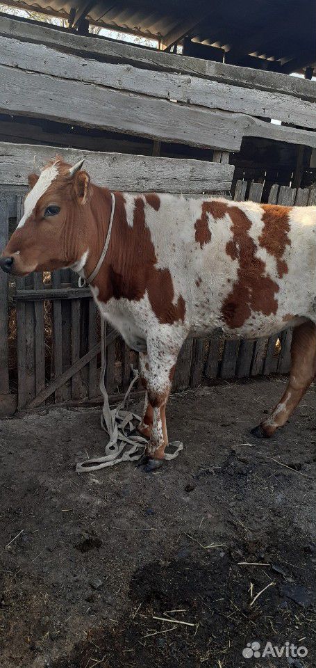 Годовалая тёлка стельная и корова с первым оттёлом купить на Зозу.ру - фотография № 4