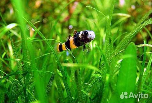 Петушки гурами гуппи пчёлки водорослиеды купить на Зозу.ру - фотография № 4
