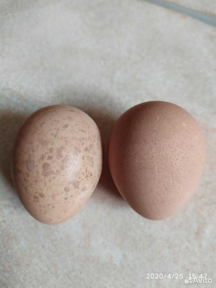 Яйца цесарки на инкубацию купить на Зозу.ру - фотография № 1
