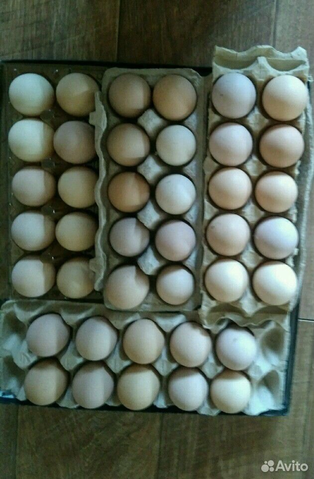 Яйца инкубационные, брама купить на Зозу.ру - фотография № 1