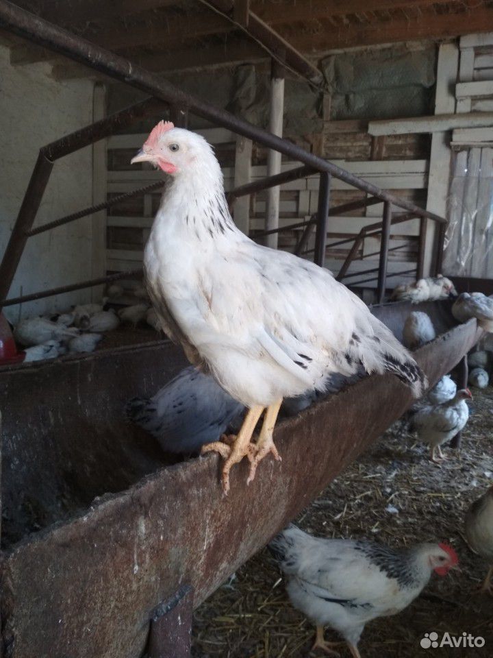 Цыплята серебро несушки купить на Зозу.ру - фотография № 5