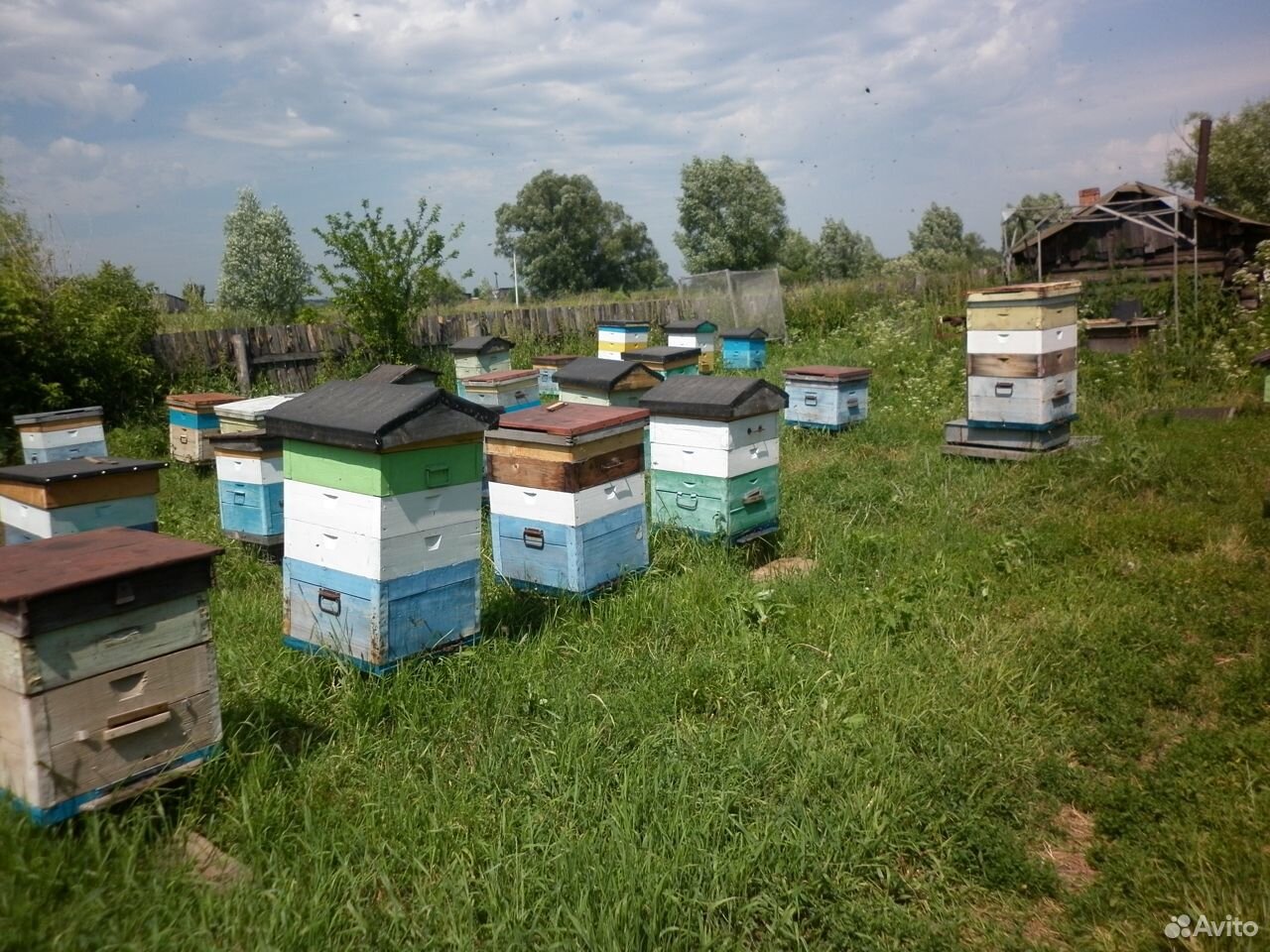 Пчелы карника купить на Зозу.ру - фотография № 1
