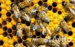 Продаются пчелосемьи купить на Зозу.ру - фотография № 1
