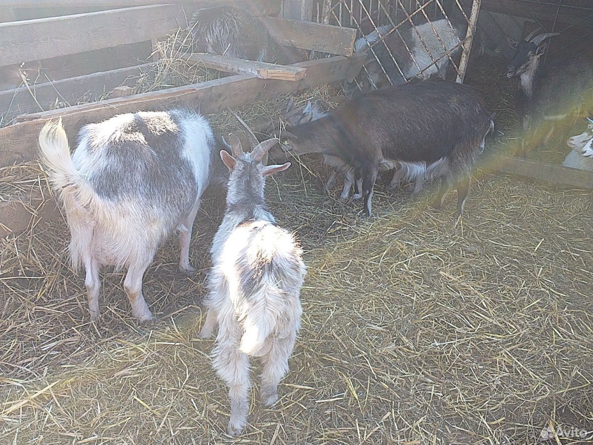 Продаются дойные козы и козлята купить на Зозу.ру - фотография № 2