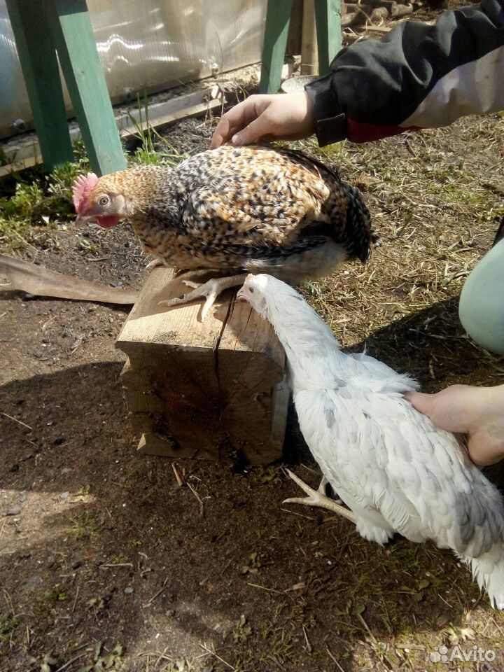 Цыплята суточные и 2х мес купить на Зозу.ру - фотография № 7