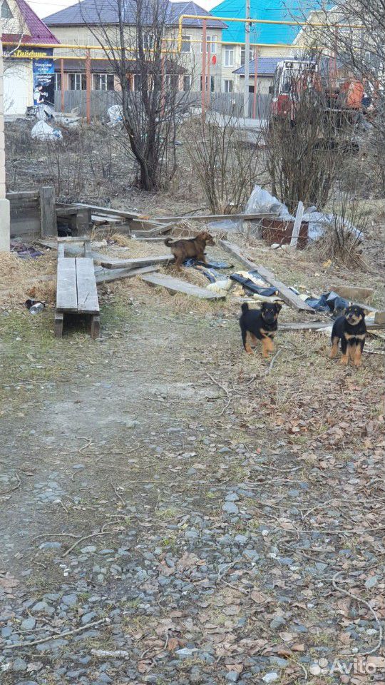 Бездомные щенки хотят стать домашними купить на Зозу.ру - фотография № 4
