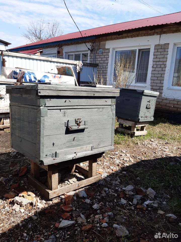 Пчелосемьи купить на Зозу.ру - фотография № 9
