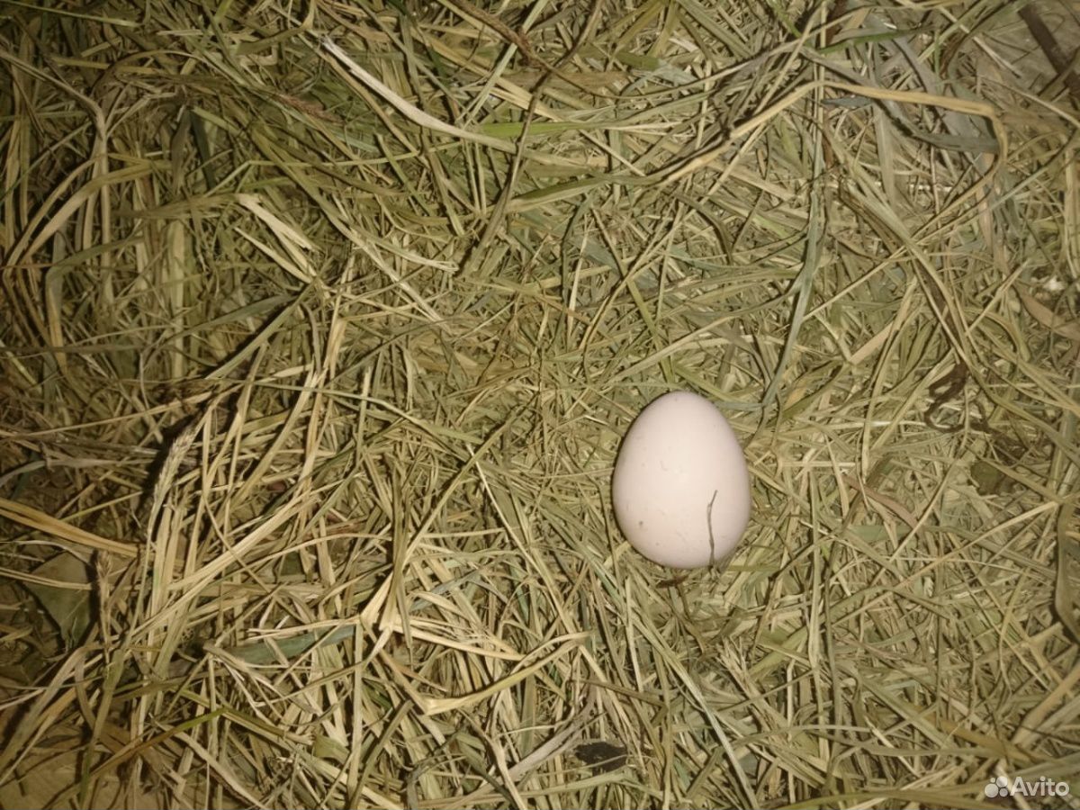 Яйца цесарок купить на Зозу.ру - фотография № 1