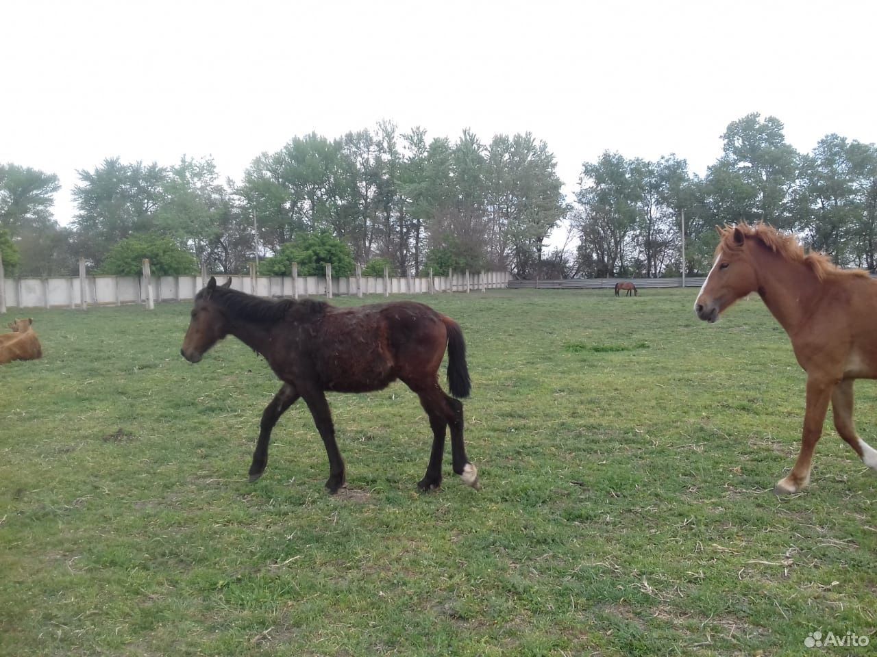 Лошади купить на Зозу.ру - фотография № 5