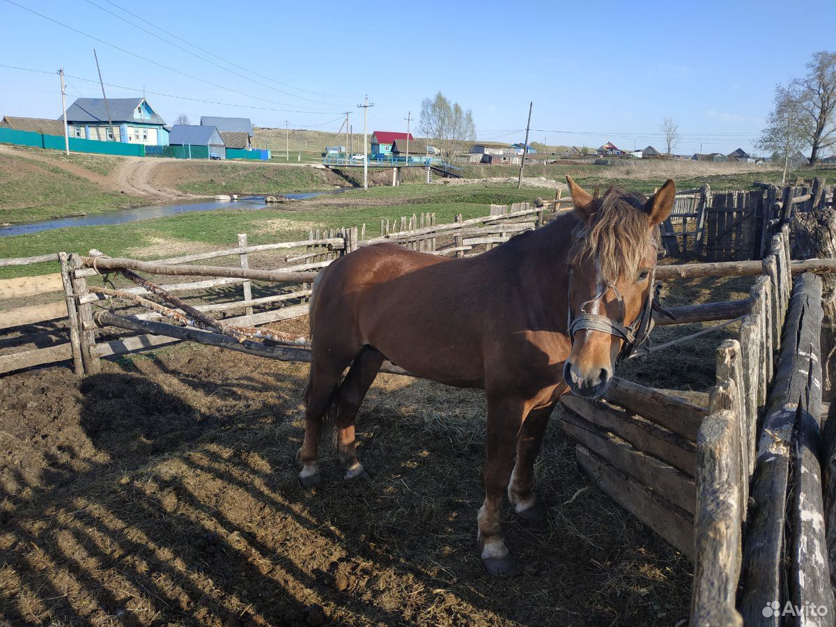 Продается конь купить на Зозу.ру - фотография № 4