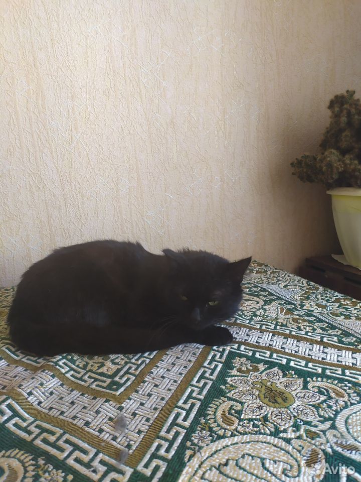 Черный кот купить на Зозу.ру - фотография № 3