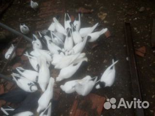 Бакинские голуби (разные) купить на Зозу.ру - фотография № 1