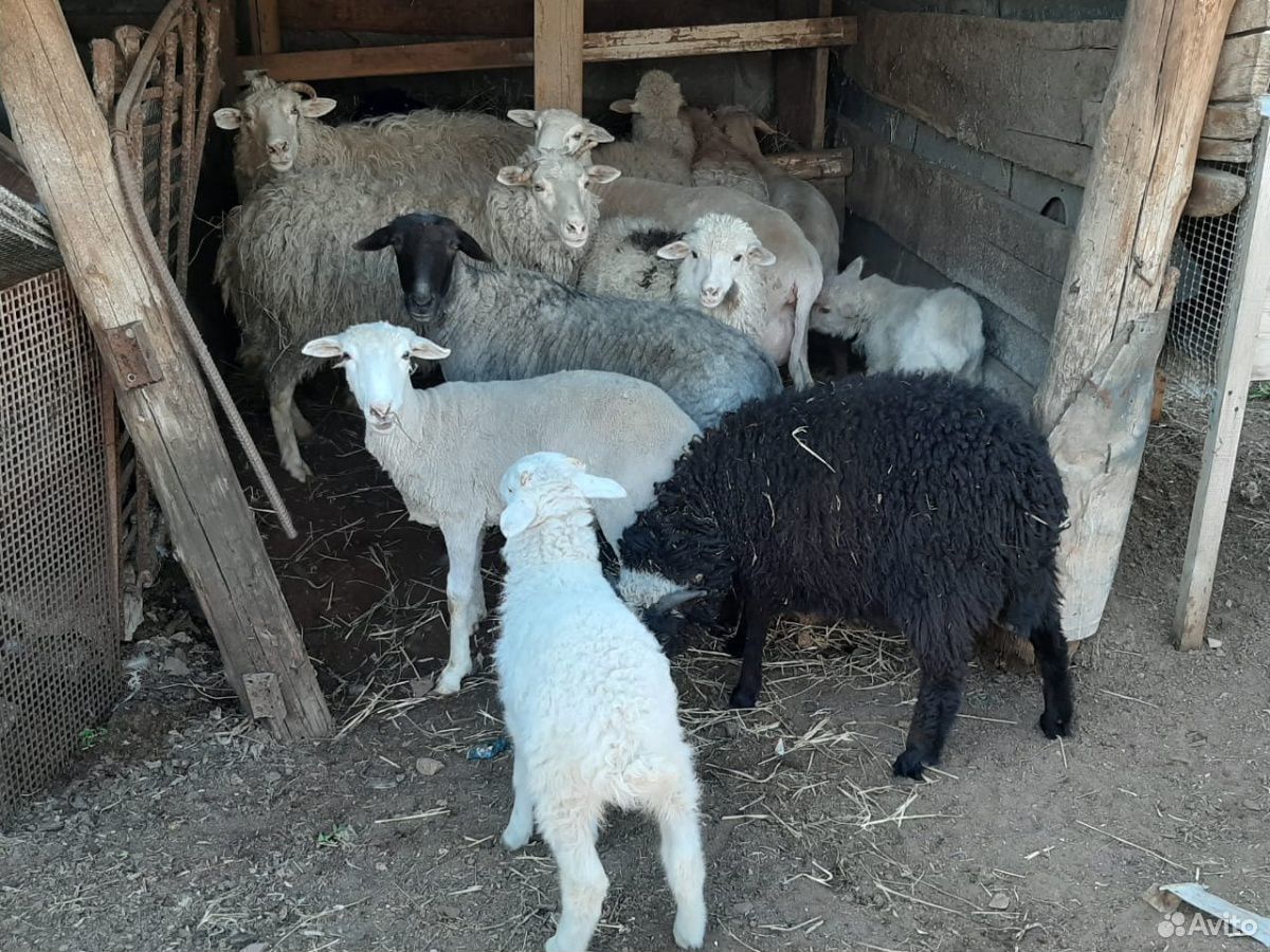 Овцы и бараны купить на Зозу.ру - фотография № 3