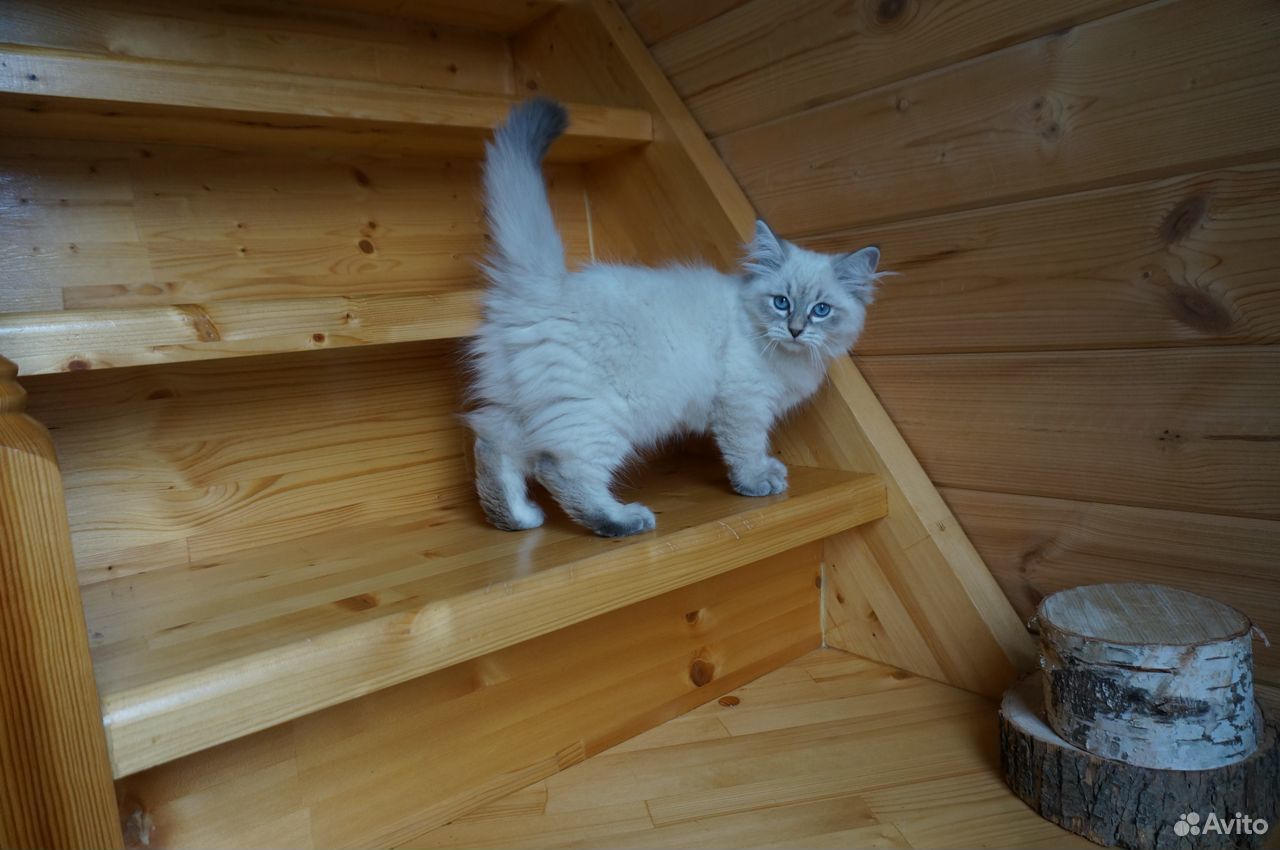 Невский маскарадный котенок в отличном типе купить на Зозу.ру - фотография № 3