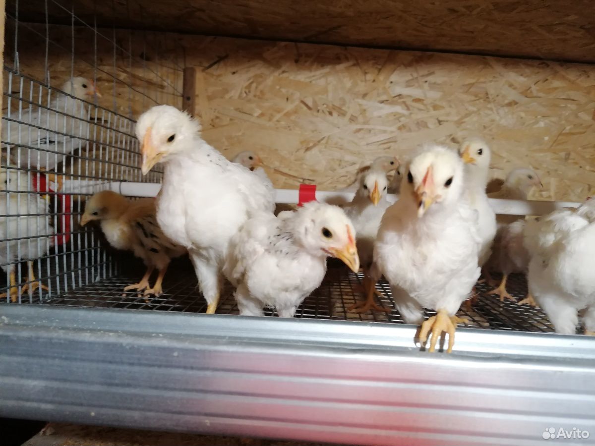 Цыплята (подрощенные) серебристые адлерские купить на Зозу.ру - фотография № 1