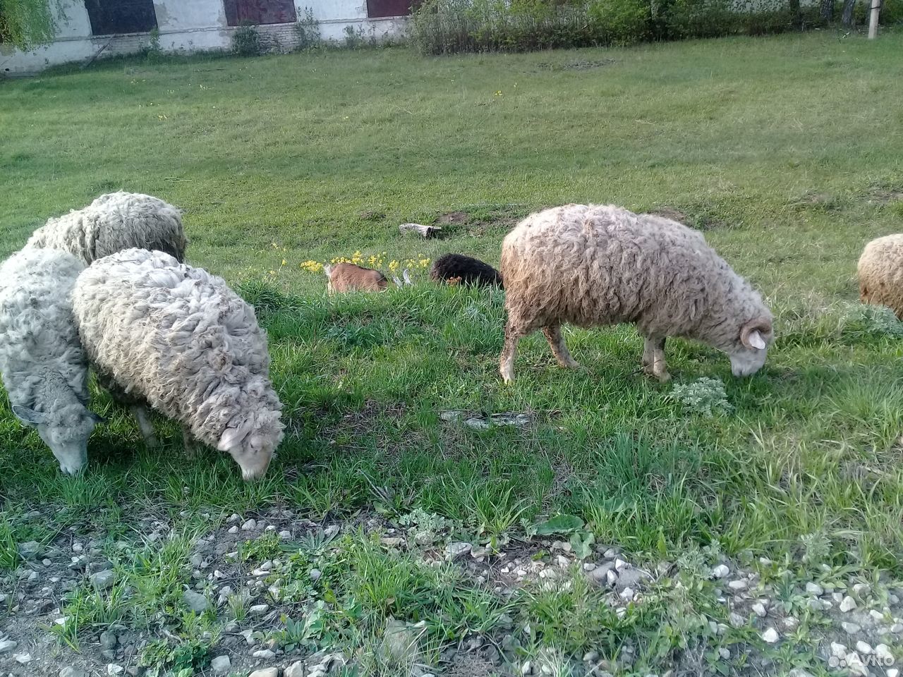 Овцы, баран купить на Зозу.ру - фотография № 6