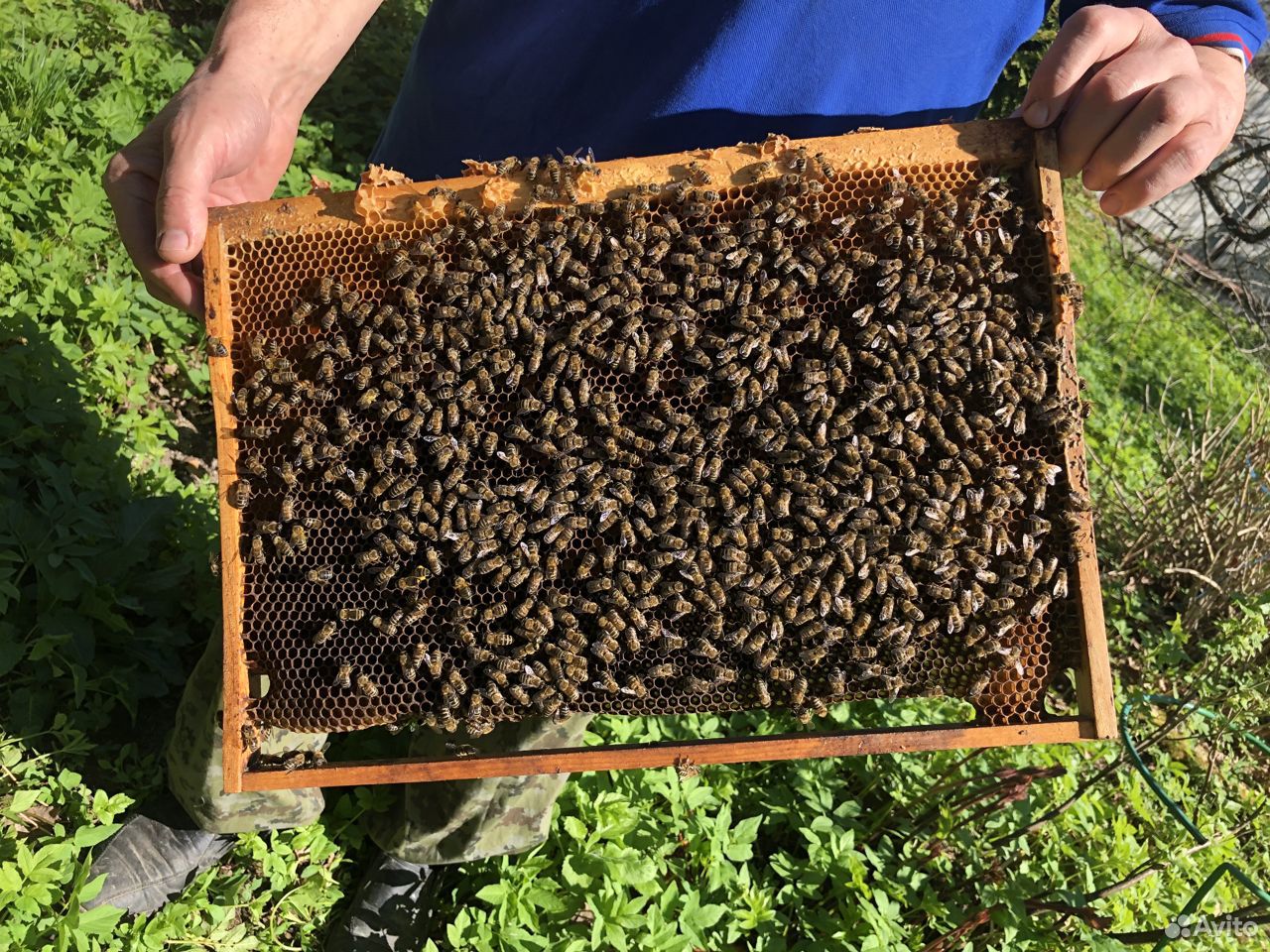 Продажа пчелосемьей купить на Зозу.ру - фотография № 1