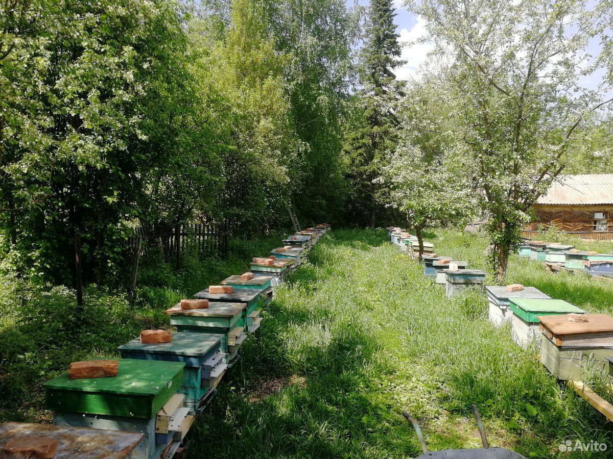 Пчелосемьи купить на Зозу.ру - фотография № 3