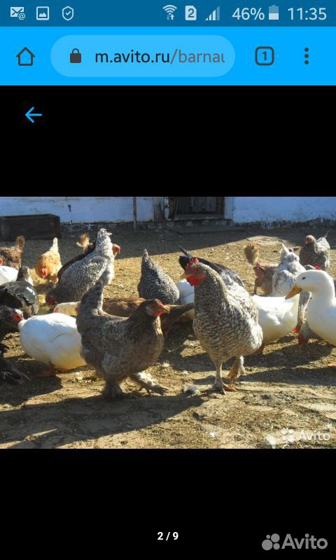Продам цыплят от домашних кур несушек купить на Зозу.ру - фотография № 6